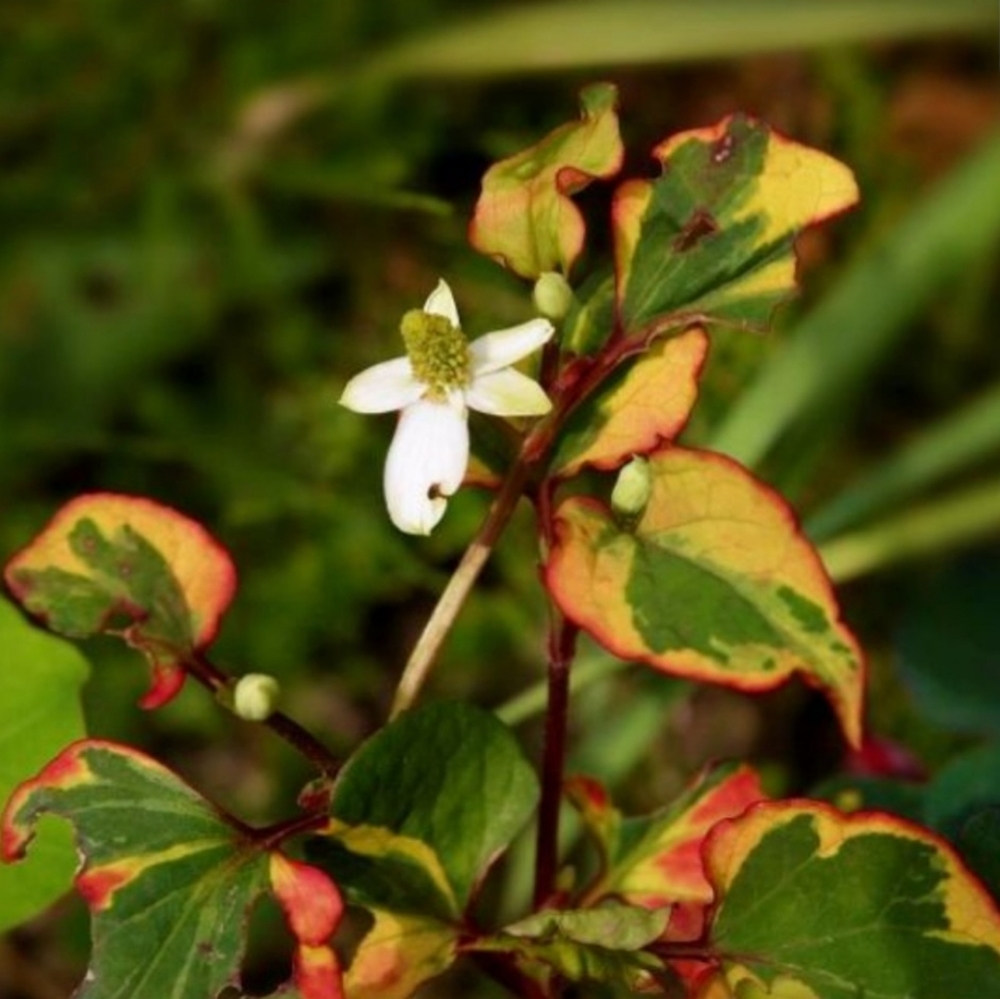 Chameleon Plant Groundcover 30 plants $20 - Picture 6 of 6